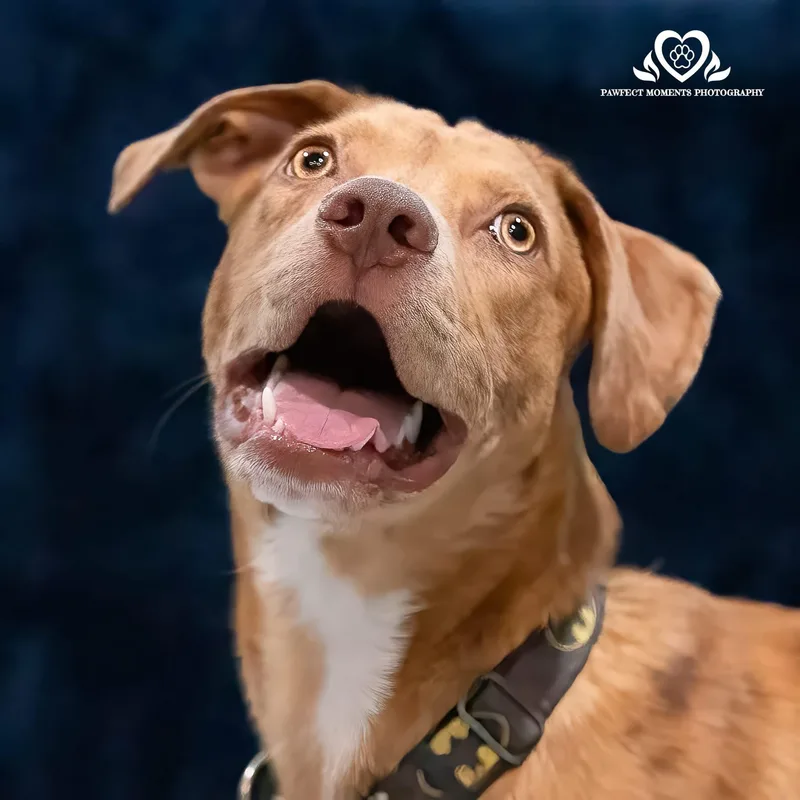 A young medium-sized male Australian Shepherd dog named Secretariat for adoption in Tomball, TX