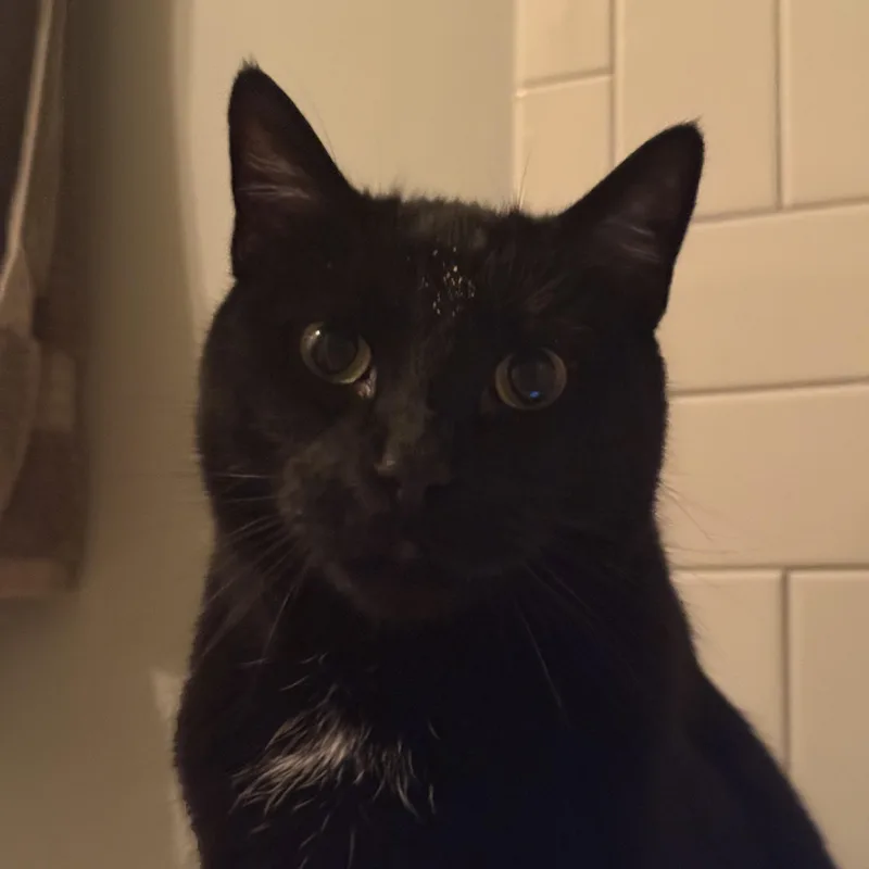 A senior medium-sized male Black Domestic Short Hair cat named Hemingway for adoption in Nashville, TN