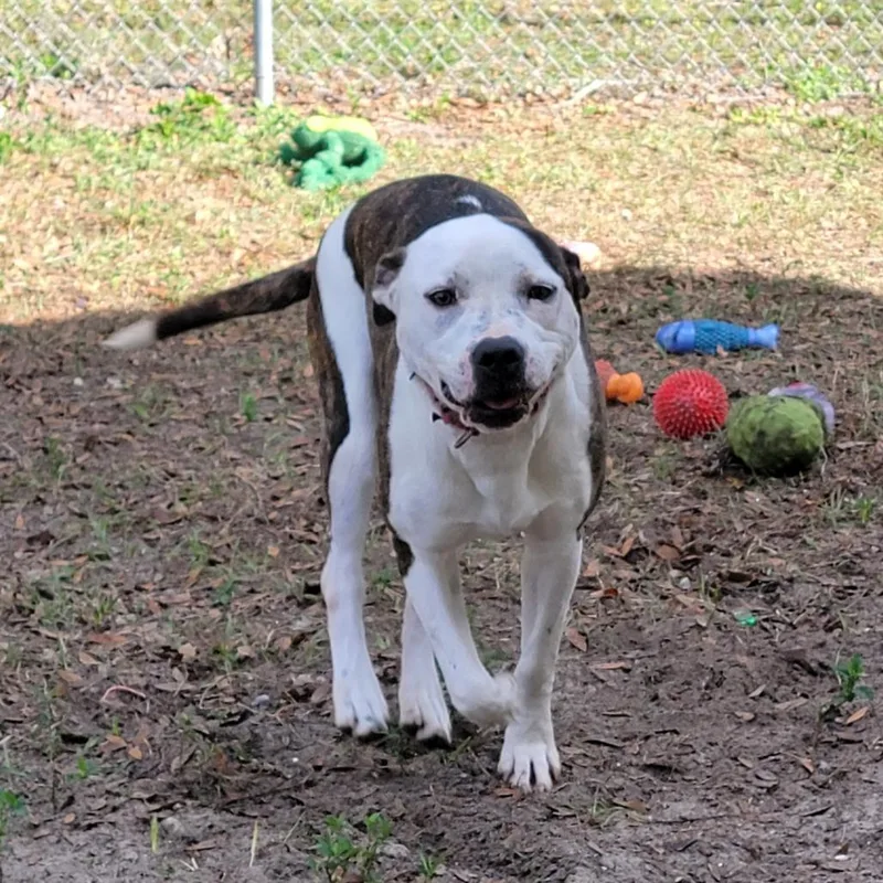 An adult medium-sized female Black Mixed Breed dog named Asics for adoption in Lake Panasoffkee, FL