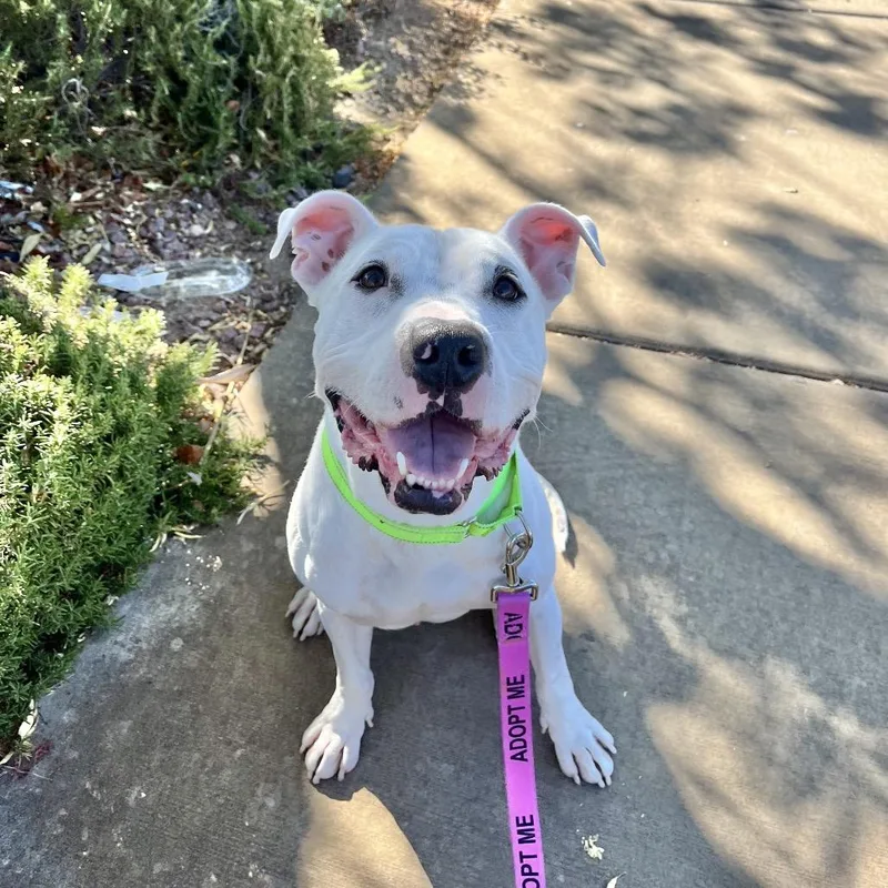 An adult medium-sized male White / Cream Pit Bull Terrier dog named Romeo for adoption in Las Vegas, NV