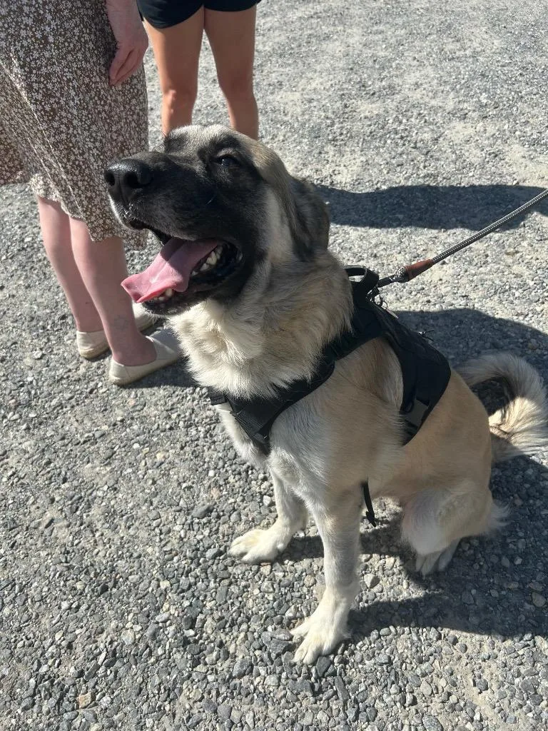 A young large-sized male Anatolian Shepherd dog named Rolo for adoption in Mineral, VA