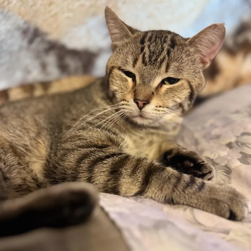 An adult small-sized male Brown / Chocolate Domestic Short Hair cat named CottonEyed Joe for adoption in Rochester, MN