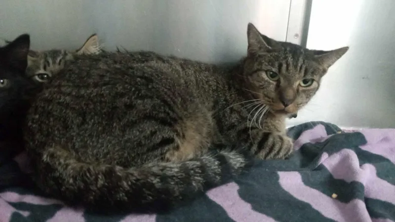 An adult medium-sized female Domestic Long Hair cat named Island for adoption in Burgaw, NC