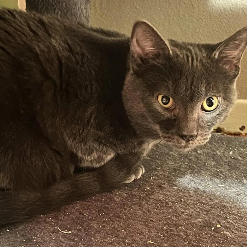 An adult small-sized male Gray / Blue / Silver Russian Blue cat named Tennessee for adoption in Coralville, IA