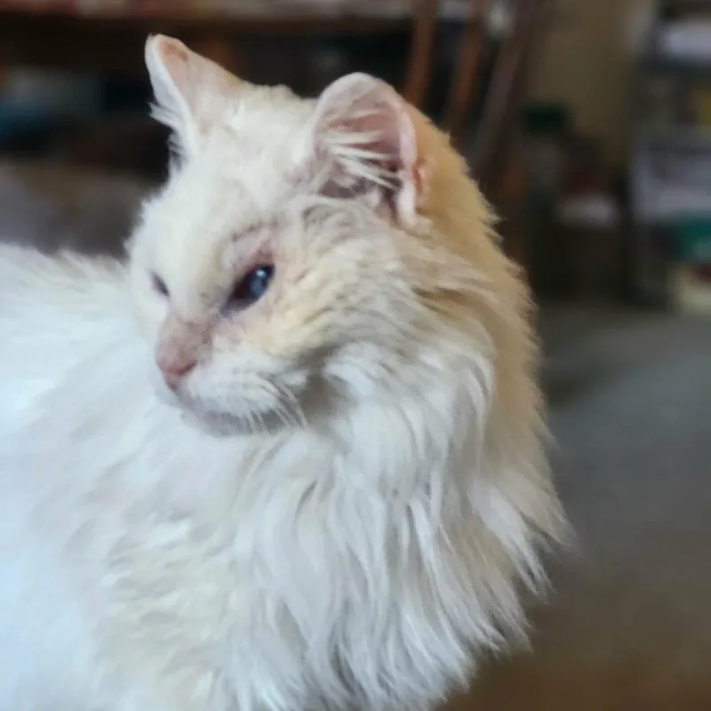 A young small-sized female White Domestic Long Hair cat named Cotton for adoption in Charlottesville, VA
