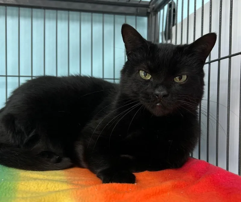 An adult large-sized male Domestic Short Hair cat named Po for adoption in Washington Court House, OH