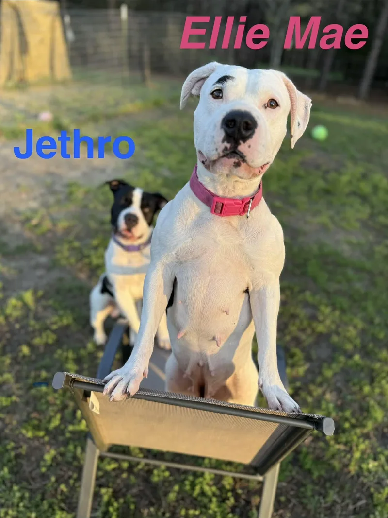 Ellie Mae thumbnail 2