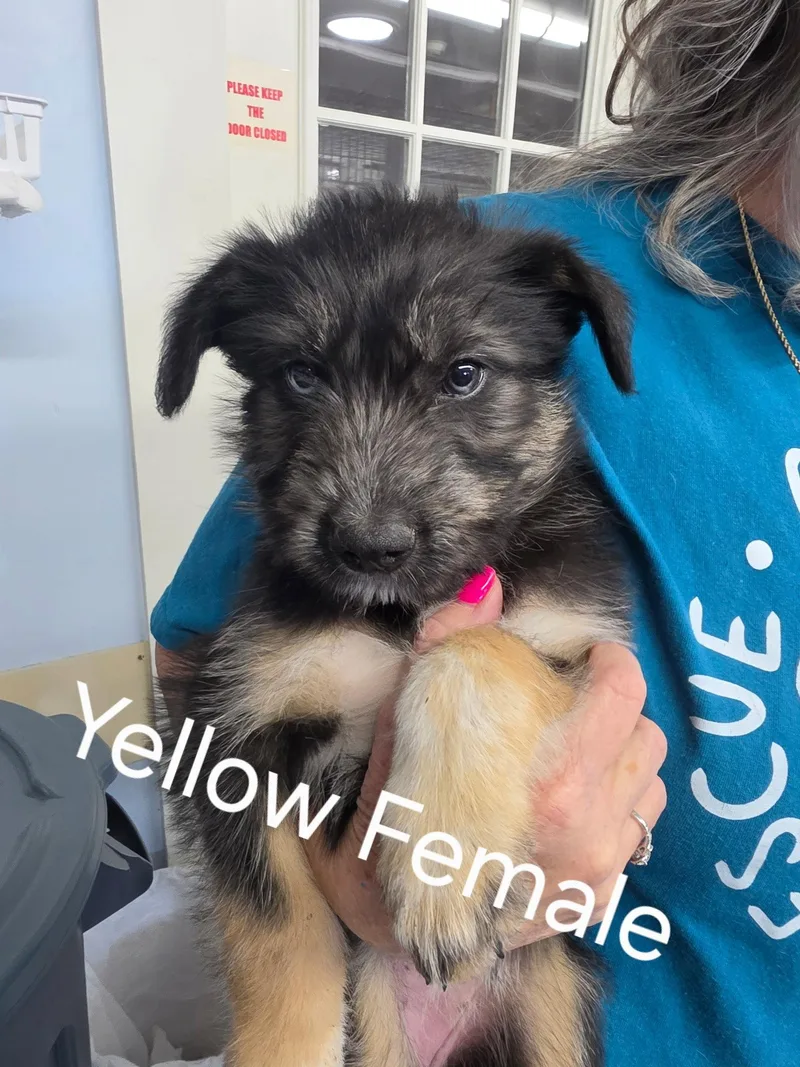 Puppy Yellow Female