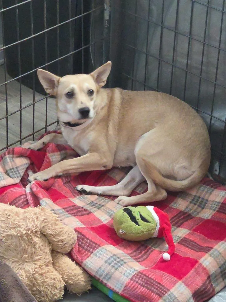 A young small-sized male Chihuahua dog named Timmy for adoption in Thompson Falls, MT