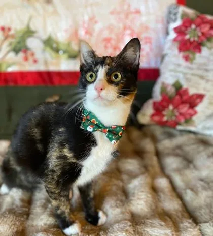 Marion  `a Priority thumbnail 2