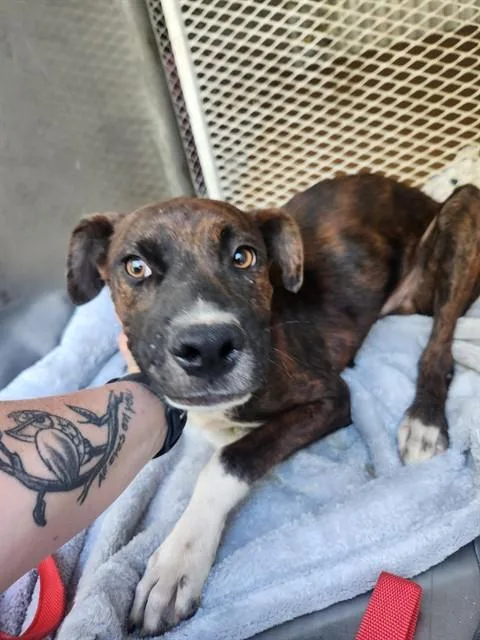 A young medium-sized male Pit Bull Terrier dog named Burger King for adoption in Bakersfield, CA