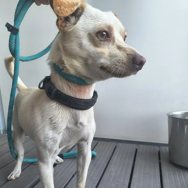 Chicito