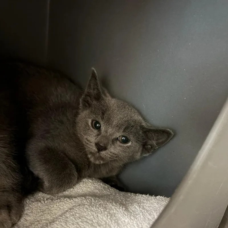 A baby small-sized male Domestic Short Hair cat named Poco for adoption in Tacoma, WA