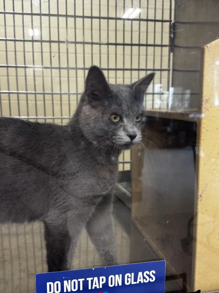 A baby medium-sized male Gray / Blue / Silver Domestic Short Hair cat named Zack for adoption in Parker, CO