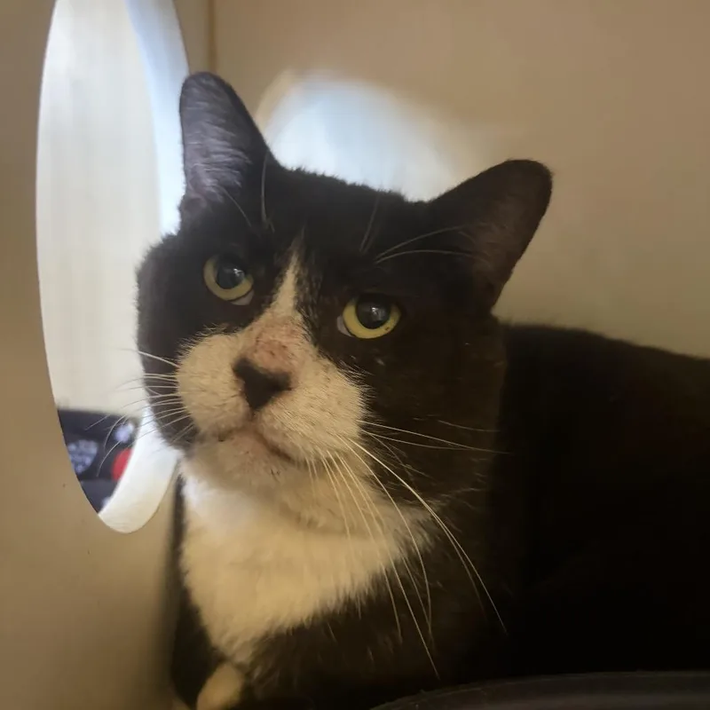 An adult large-sized male Domestic Short Hair cat named Pippin for adoption in Lake Jackson, TX
