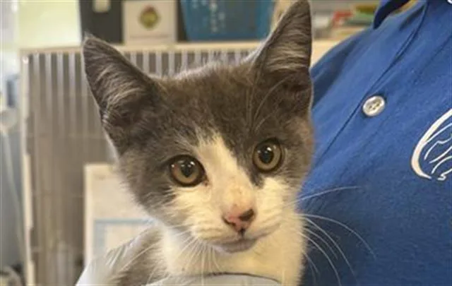 A baby small-sized male Domestic Short Hair cat named Germany for adoption in Camarillo, CA