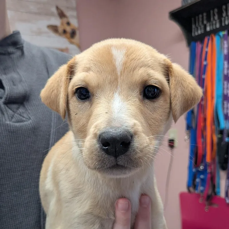 A baby large-sized female Yellow / Tan / Blond / Fawn Mixed Breed dog named Slaw for adoption in Huntsville, AR