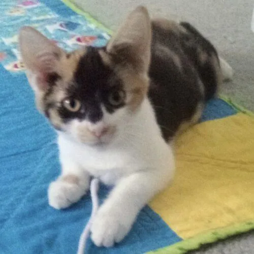A baby small-sized female Calico Domestic Short Hair cat named Calypso for adoption in Tampa, FL