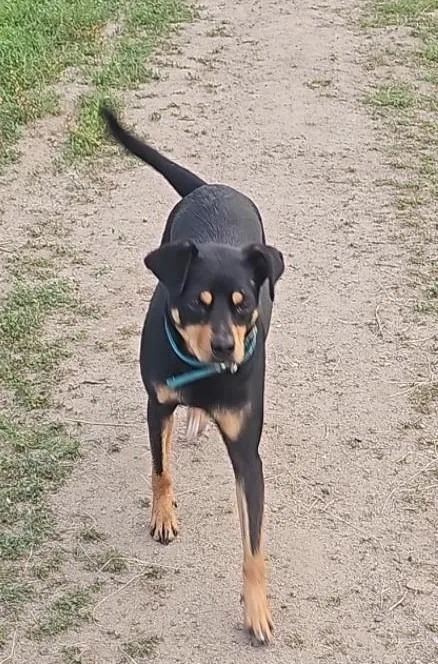 A young small-sized male German Pinscher dog named Martin for adoption in Orange, CA