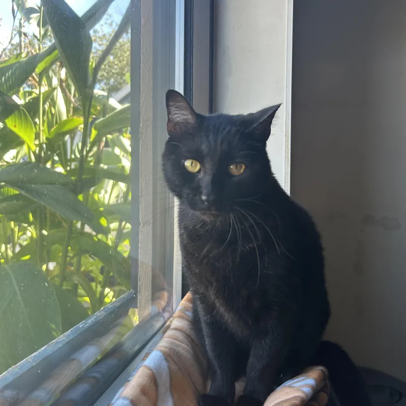 An adult medium-sized male Domestic Short Hair cat named Shadow for adoption in Hendersonville, TN