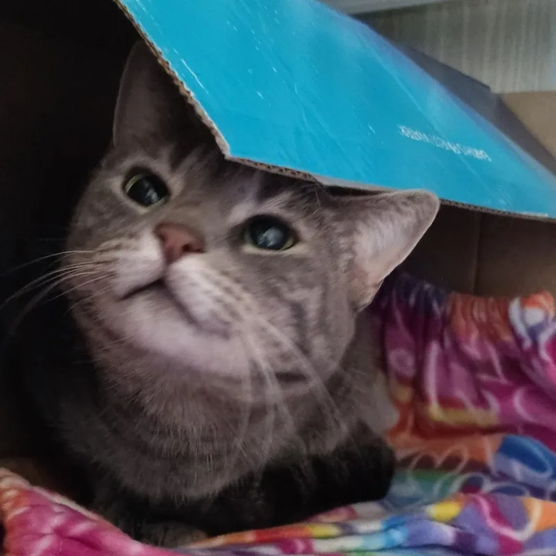 An adult medium-sized female Gray / Blue / Silver Domestic Short Hair cat named Queso for adoption in Dearborn, MI