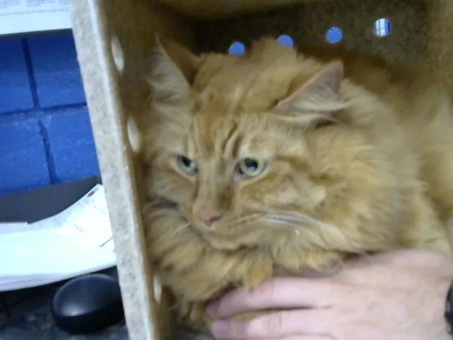 An adult small-sized male Domestic Long Hair cat named Cutie Pie for adoption in Albuquerque, NM