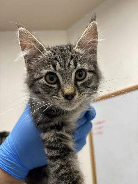 A baby medium-sized female Domestic Medium Hair cat named Tax for adoption in Silverdale, WA