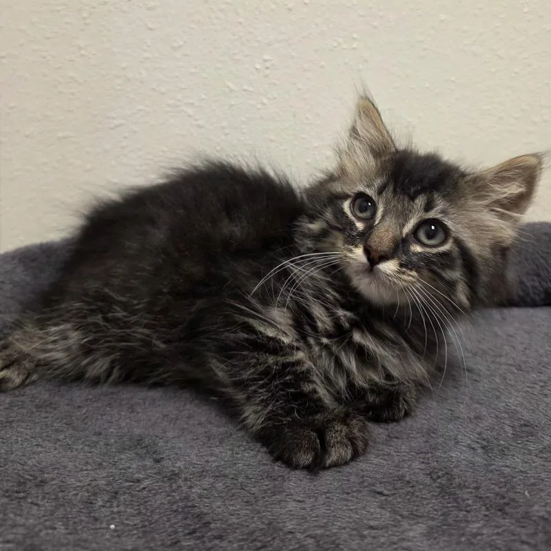 A young medium-sized male Domestic Long Hair cat named Utah for adoption in Yankton, SD