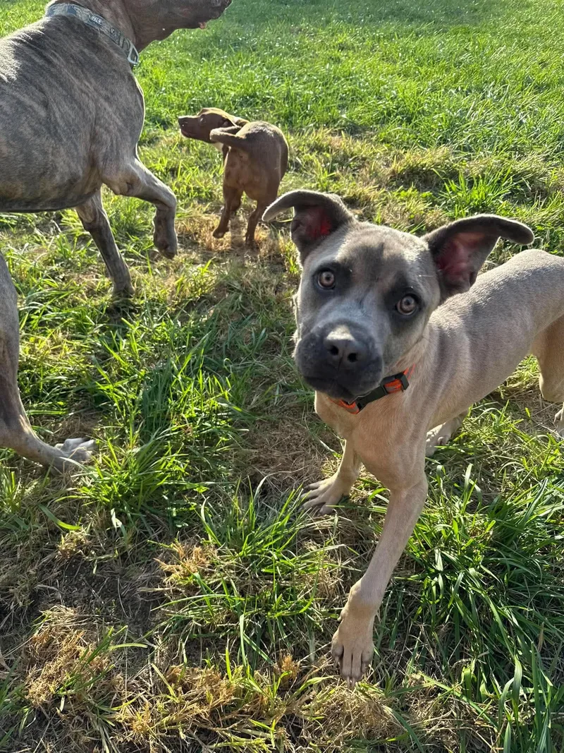 An adult medium-sized male Cane Corso dog named Stallone for adoption in Germantown, OH
