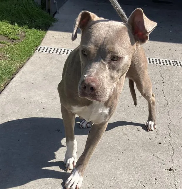 A young large-sized female Pit Bull Terrier dog named Sable for adoption in Camarillo, CA