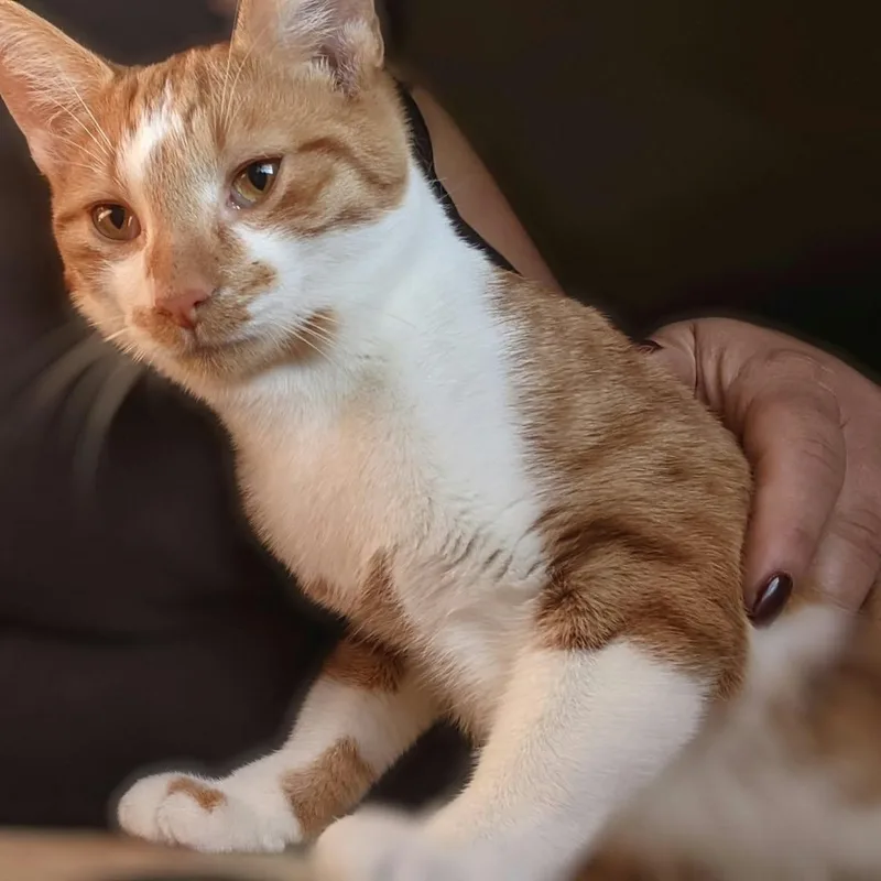 A young medium-sized male Orange & White Domestic Short Hair cat named Ragnar for adoption in Logan, OH