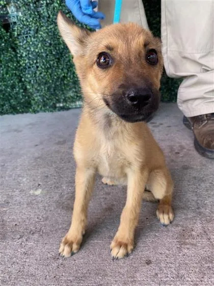 Pup