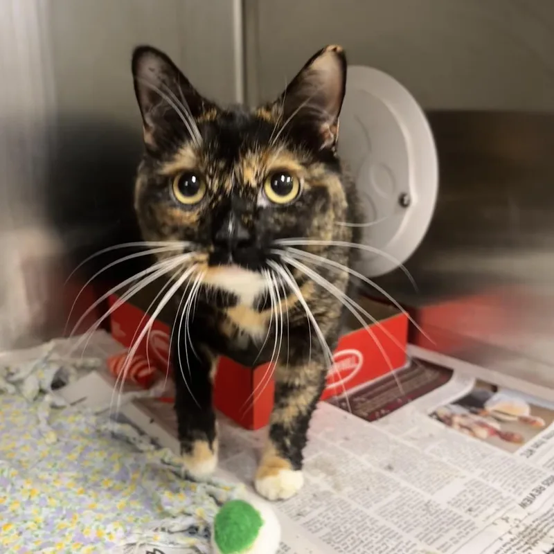 An adult medium-sized female Tortoiseshell Domestic Short Hair cat named Hoka Petsmart Belleville for adoption in Belleville, IL