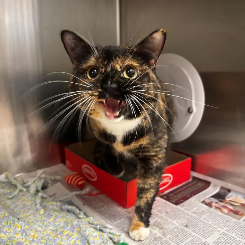 Hoka Petsmart Belleville thumbnail 2