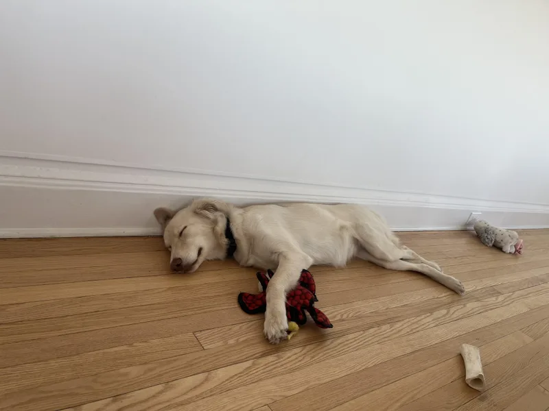 A young medium-sized female Yellow Labrador Retriever dog named Bird for adoption in Vernon, CT