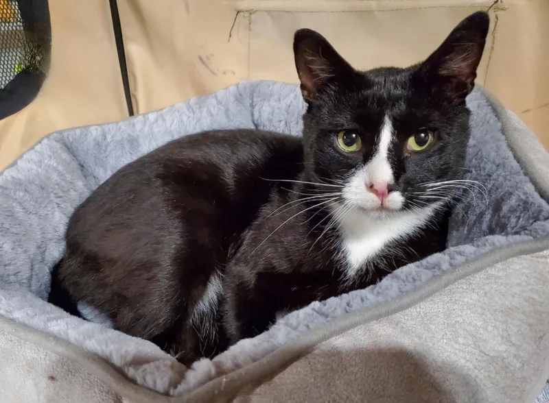 A young medium-sized male Black & White / Tuxedo Domestic Short Hair cat named Benito for adoption in Hamilton, NJ
