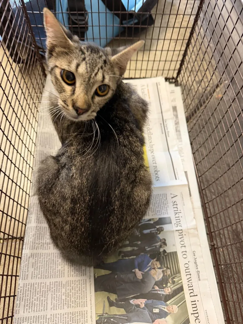 An adult medium-sized male Domestic Short Hair cat named Bolise for adoption in Van Nuys, CA