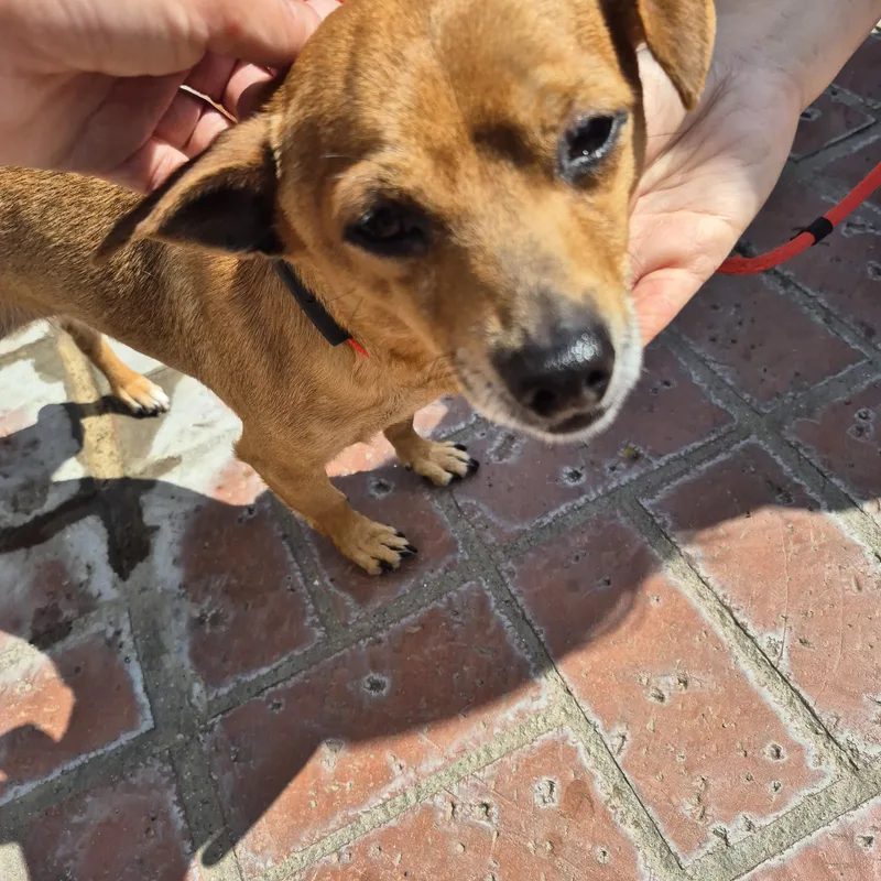 Peewee! Lucky! And Jerry!!