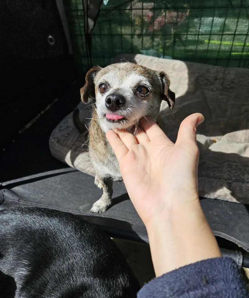 Peewee! Lucky! And Jerry!! thumbnail 2