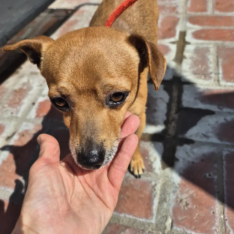 Peewee! Lucky! And Jerry!! thumbnail 3