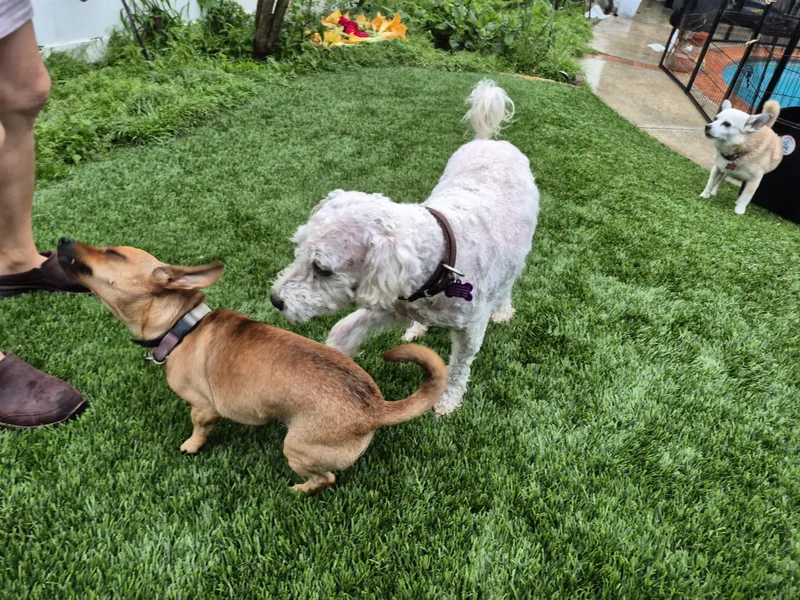 Peewee! Lucky! And Jerry!! thumbnail 4