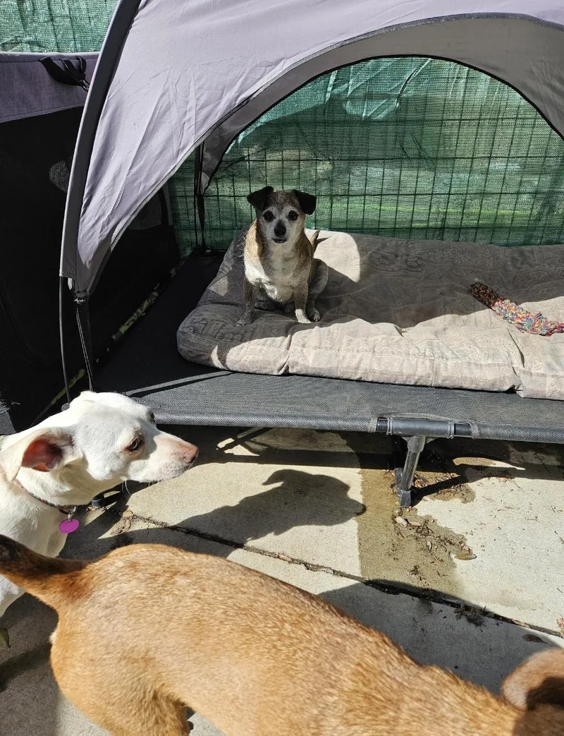 Peewee! Lucky! And Jerry!! thumbnail 5