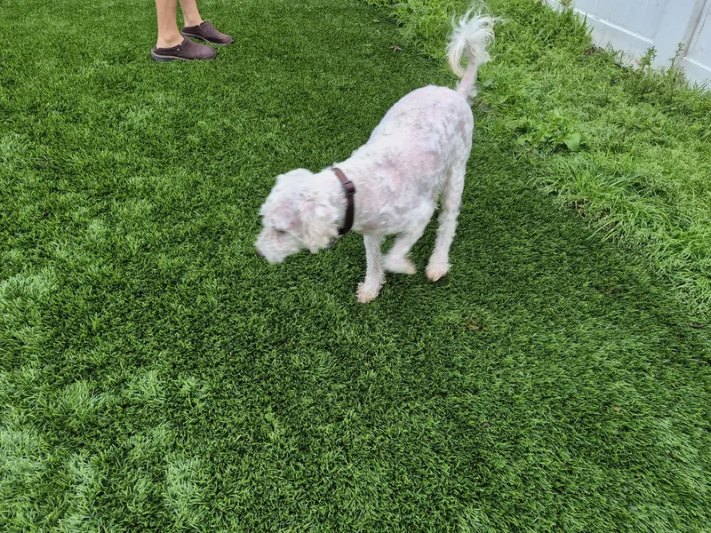 Peewee! Lucky! And Jerry!! thumbnail 6