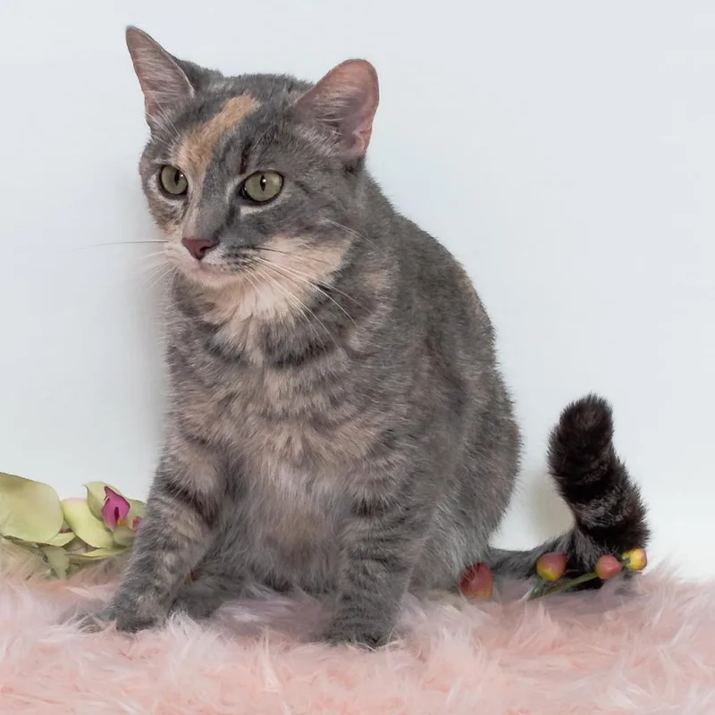 An adult medium-sized female Gray / Blue / Silver Domestic Short Hair cat named Blaire C for adoption in East Saint Louis, IL
