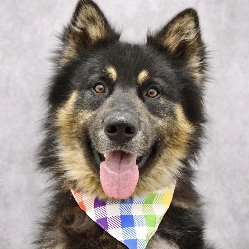 An adult medium-sized male Black German Shepherd Dog dog named Cubby Ecas for adoption in Pleasanton, CA