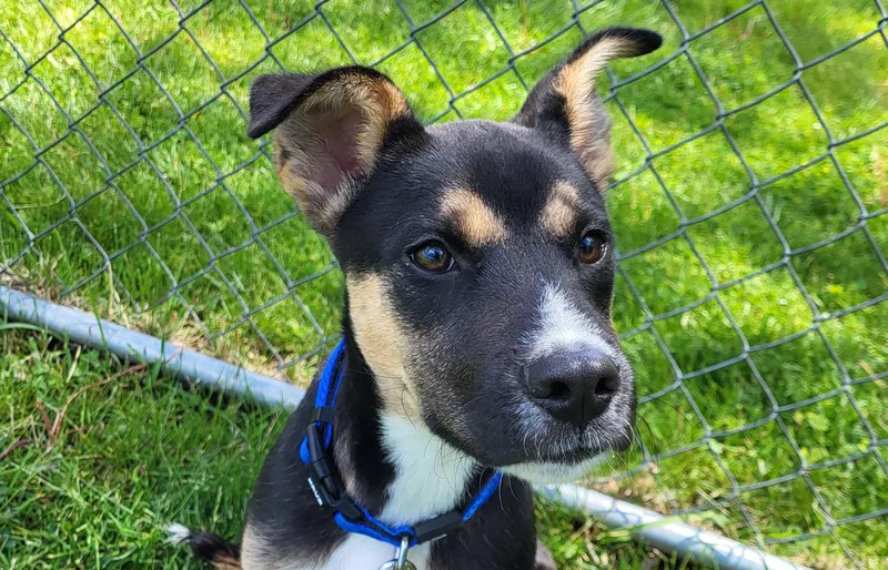 A baby medium-sized male Tricolor (Brown, Black, & White) Shepherd dog named Butterscotch for adoption in Grayslake, IL