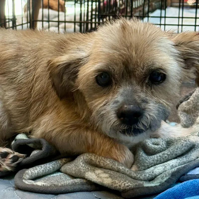 A senior small-sized male Yellow / Tan / Blond / Fawn Mixed Breed dog named Hickory for adoption in Hinsdale, IL