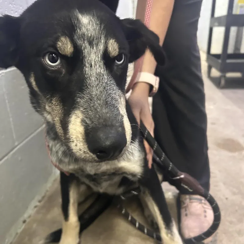A young small-sized female Black Mixed Breed dog named Venus for adoption in Summerville, SC