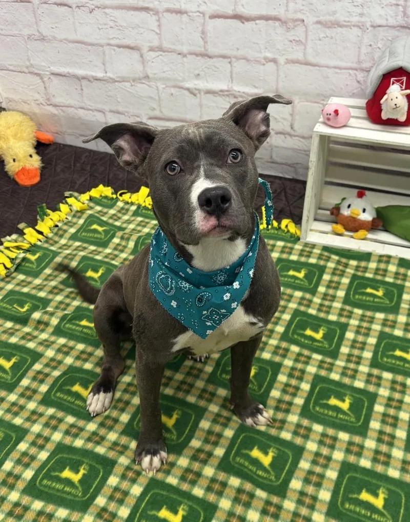 Wild Indigo thumbnail 3