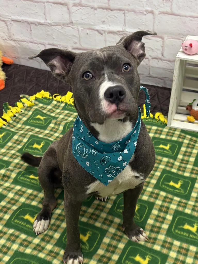 Wild Indigo thumbnail 4